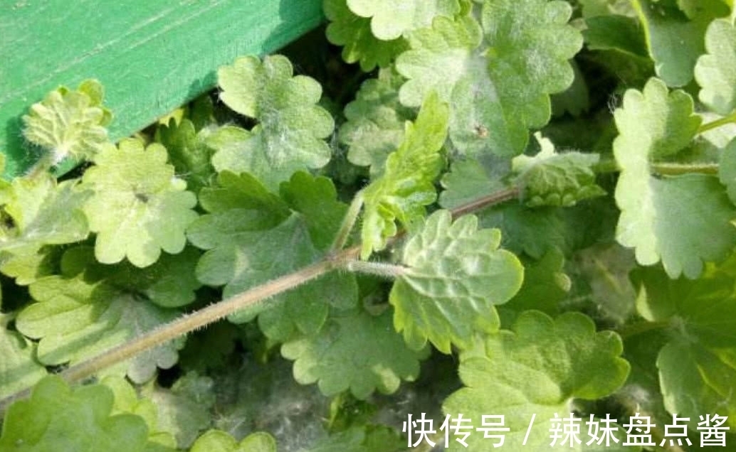 活血丹|这种野草叫做活血丹,农村老人也叫它透骨风,你们知道有啥价值吗