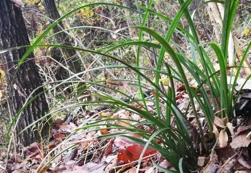 兰花可以用土来栽种吗？可以！但要分清三种两大类