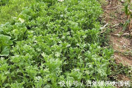 技巧|种茼蒿，采收时连根拔起教你1个技巧，茼蒿摘完一茬又一茬