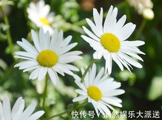 花姿|8月下旬，养这几款菊花，花姿卓越，花朵美艳又迷人，妖娆妩媚