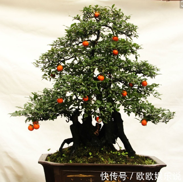 三种越老越值钱的耐旱花,1个月浇1次水,轻轻松松活几十年!