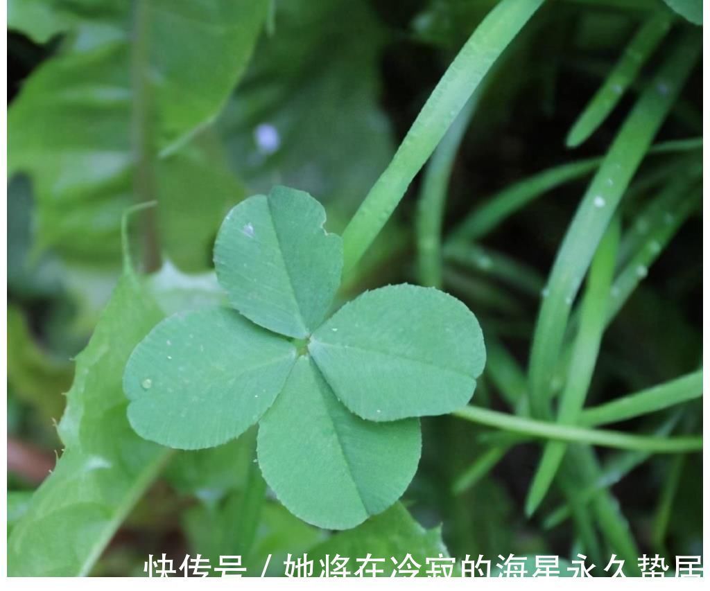 三叶酸草|很多人只吃叶子,不知底下藏着“水晶萝卜”,价值很珍贵,莫忽视