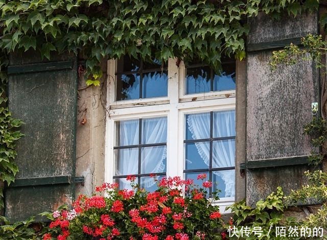 她只养了1种花，1米小阳台却开成花海！她只养了1种花，1米小阳台却开成花海！