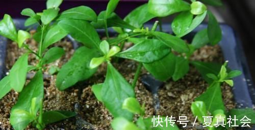 金边吊兰|大暑过后，“3种花”扦插正合适，剪个枝扔盆里，大白根呼呼长