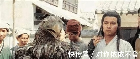 大雕#杨过的大雕最后去哪了倚天中早有暗示，结局让人难以接受！