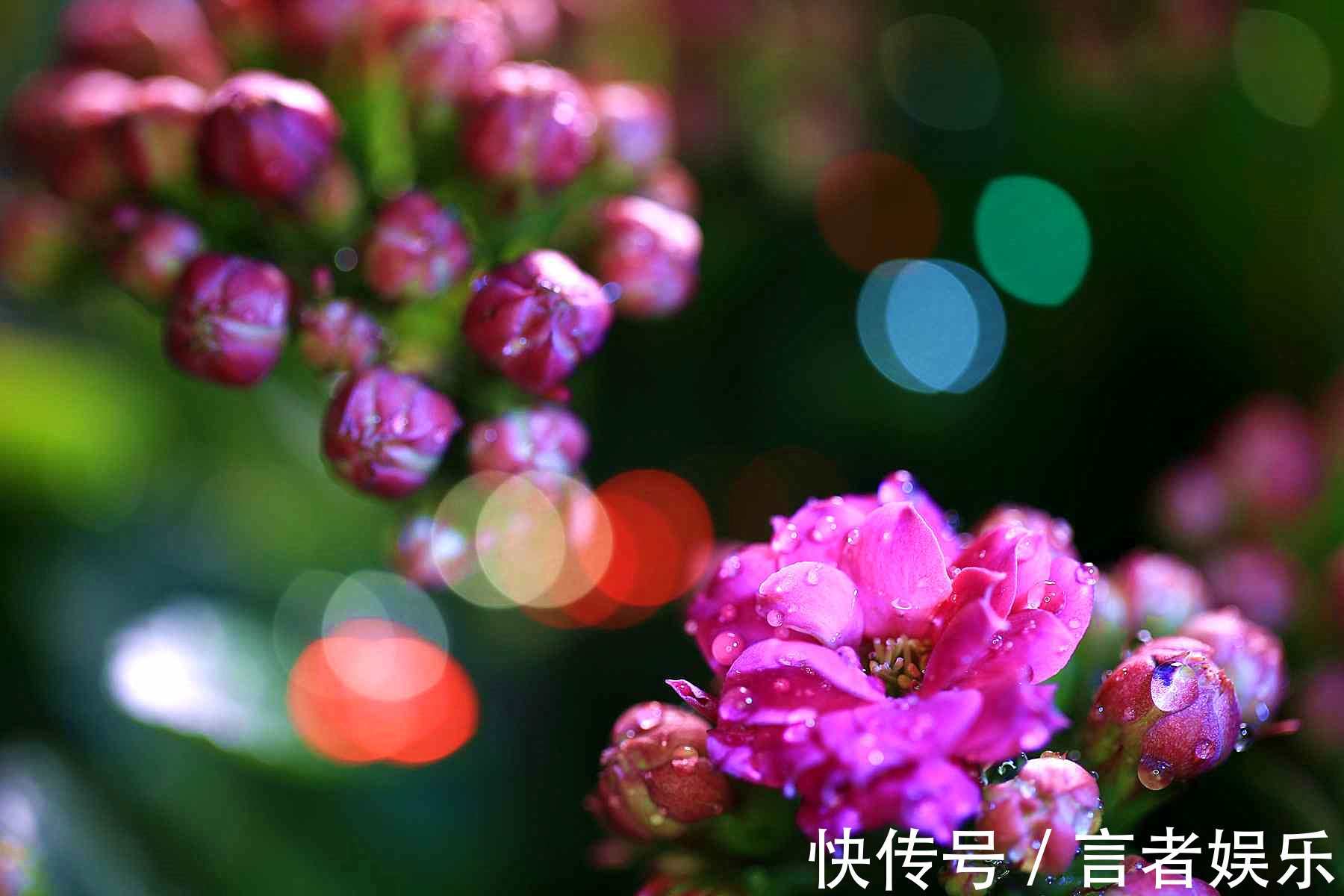 电视机|养长寿花,这三个位置就是“死亡之地”,放一盆死一盆