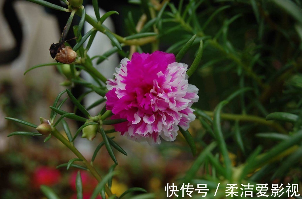 养花就养此3种,四季开花味道香,养护简单不费心,谁养谁喜欢