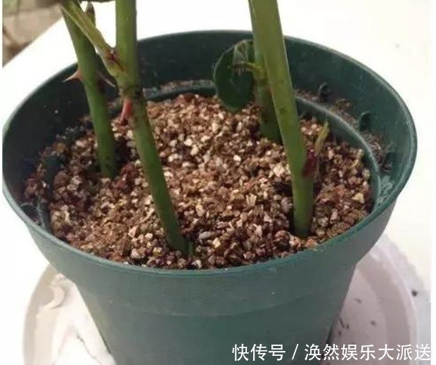 花店|花店买回来的插花不要丢,只要简单的几步,鲜花就能生根