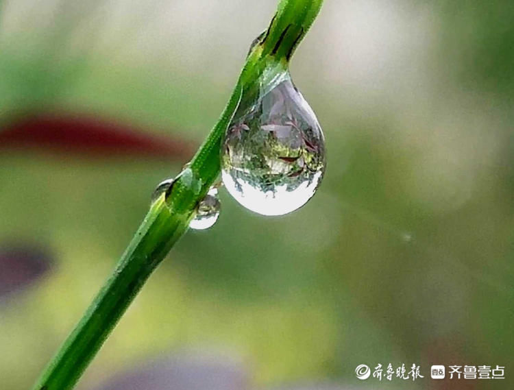 一闪一闪亮晶晶！清晨接骨草挂满露珠，别有一景|情报站| 壹粉