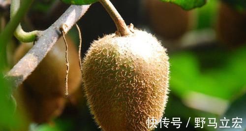 肠胃功能|4种水果是胃病“祸根”,很多人爱吃,肠胃易受损,快拉入黑名单