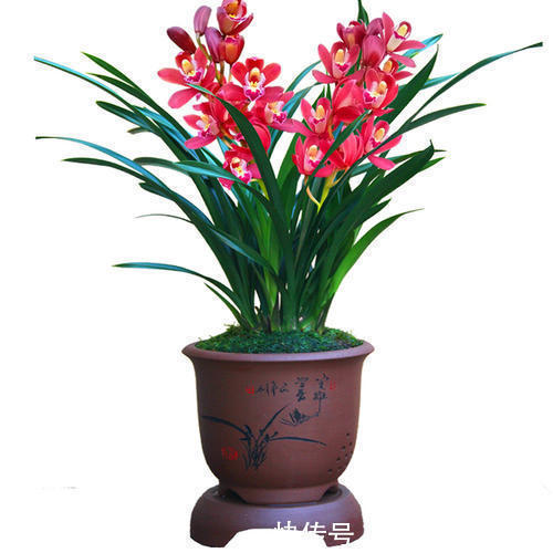 养花|家庭养花选它,美过荷花,香过茉莉,一年四季有花赏,值得拥有