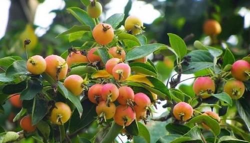 熬夜玩手機時，3種食物是眼睛天然的“救星”，健康又“護眼”