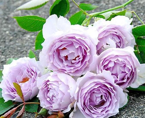  超高|5种公认难养的月季花，颜值超高却不敢轻易尝试，你养过几种？