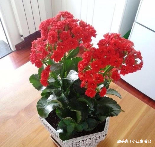 养长寿花,喝点这种“促花水”,肥效足促开花,轻轻松松养爆盆