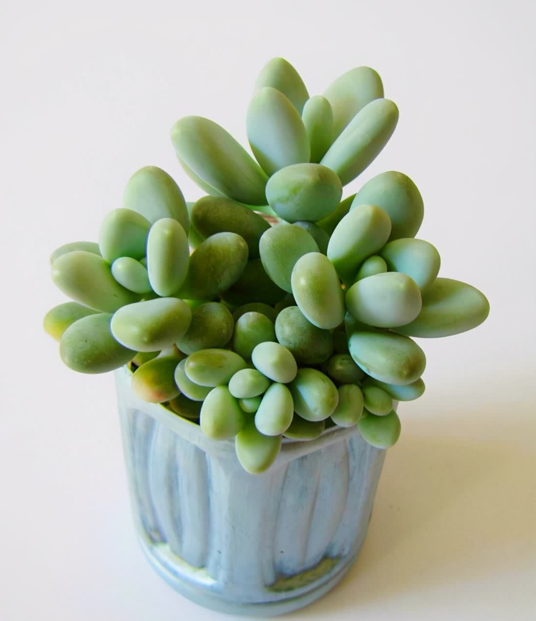 厚叶草属多肉家族,简介灯美人、青星美人、冬美人、星美人等