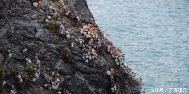 悬崖|偶遇长在悬崖上的野生多肉，这些见都没见过，挖一把就赚大发了！