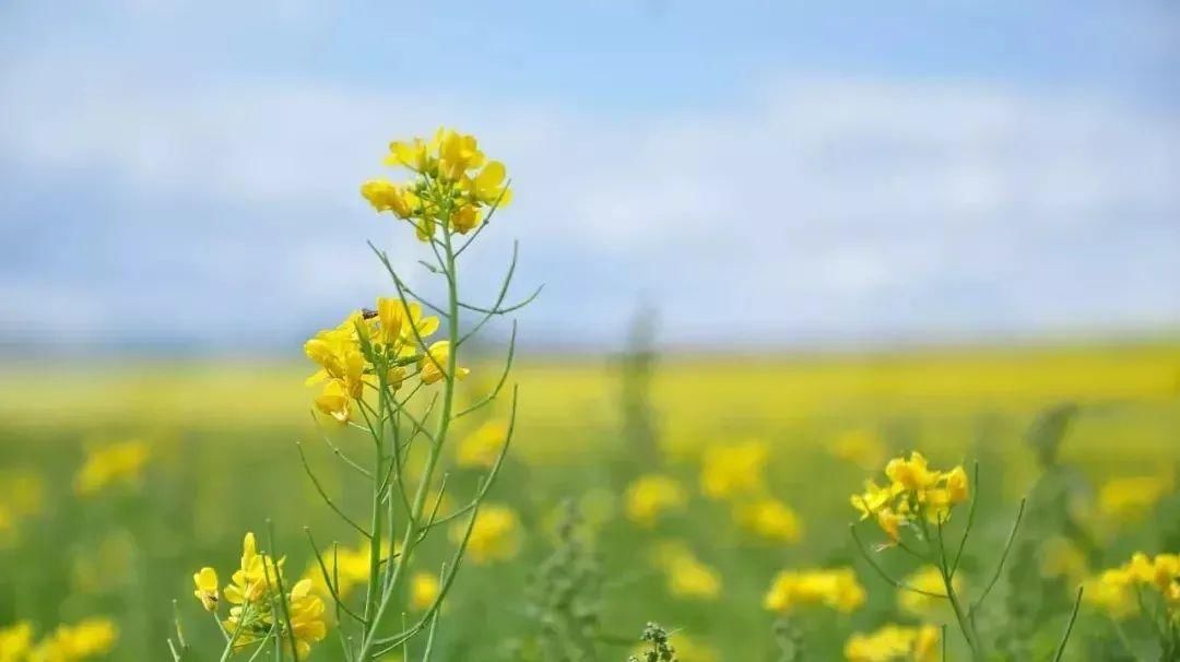 巴渠满目竞芬芳！达州发布带你去“寻春”