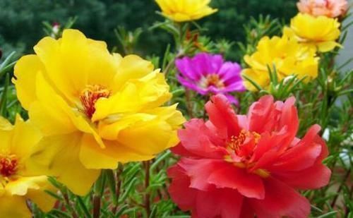 养花就养此4种，漂亮不输牡丹，四季开花，很值得拥有