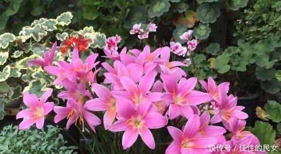 春天养花如何解决开花难拿它浇花,嗖嗖开出又大又漂亮的花