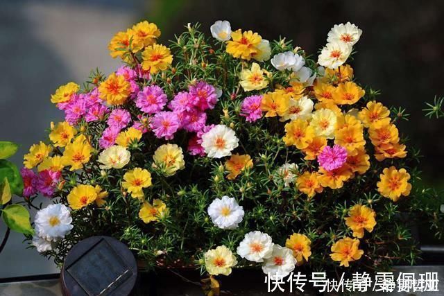 铜钱草|家庭养6种花“要当心”，容易出现“生物入侵”，天天起来要清理