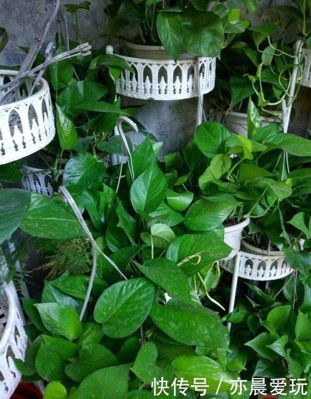 枝叶茂盛|绿萝过冬“三要点”,顺利过冬,枝叶茂盛,越长越旺