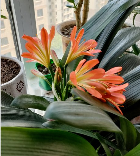 花友|君子兰如何养得叶大油绿，关键是记住4个经常，还能开出大花箭