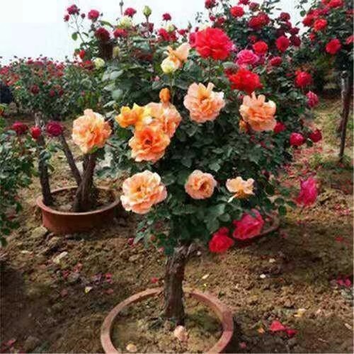 双色|张大爷养月季,枝头开满“双色花”,花苞硕大,连续开2季