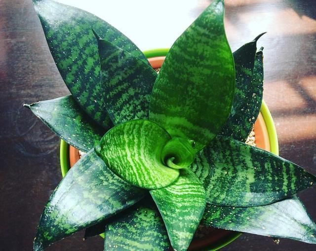 发财树|这“3种花”,“病菌”全都怕,养一盆在家,大人孩子少生病