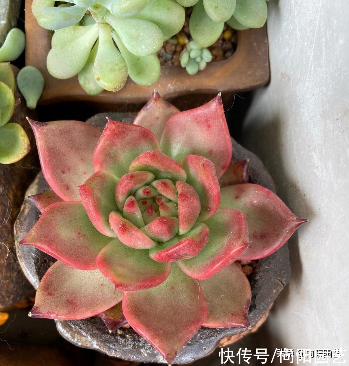 封闭阳台养多肉，养出好状态，补光灯必不可少，否则就是白菜色