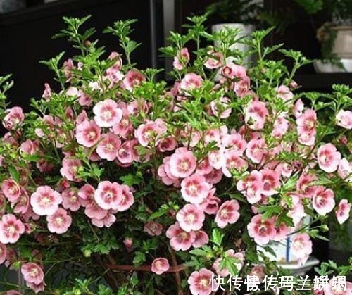 家里养了4种花，夏天也别忘了施肥，不然花香淡开花少