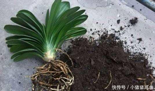 君子兰长得慢,给它吃一点“钙片”,根壮叶绿疯长,开成大花球