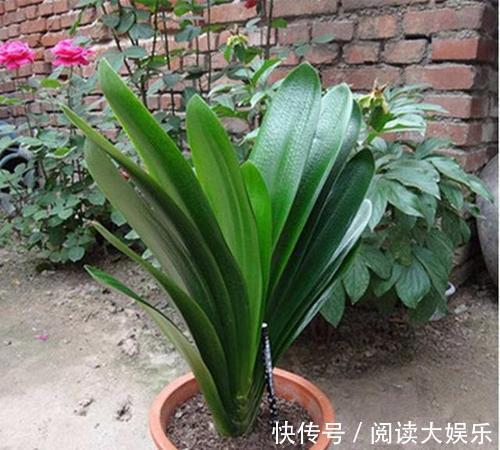 最厉害的养花营养液给君子兰喝一勺,叶子挺拔如折扇,花开不停