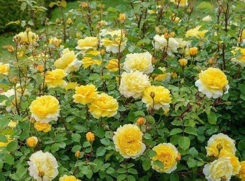 多头勤花|此花卉漂亮,仙气十足,花香怡人,花期长花量大,好养,盆栽佳品