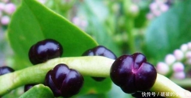 小时候|4种农村小时候坚决不吃,现在想吃却买不到,你吃过几种