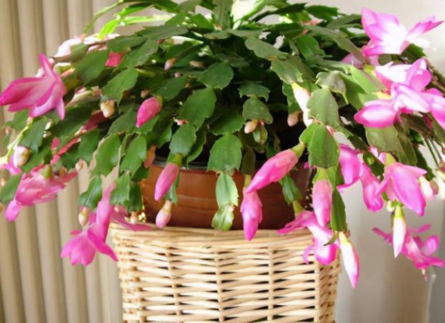 花草|养蟹爪兰,掌握4个小技巧,过年时绿叶间挂满“红花”