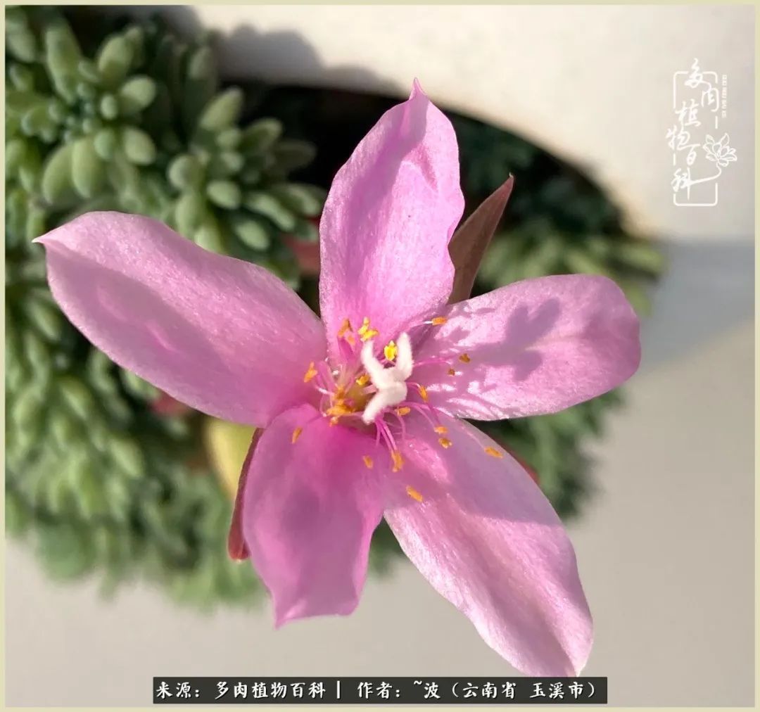 多肉|遇见即美,花事未荼蘼!种一桌子多肉,看花开花落!