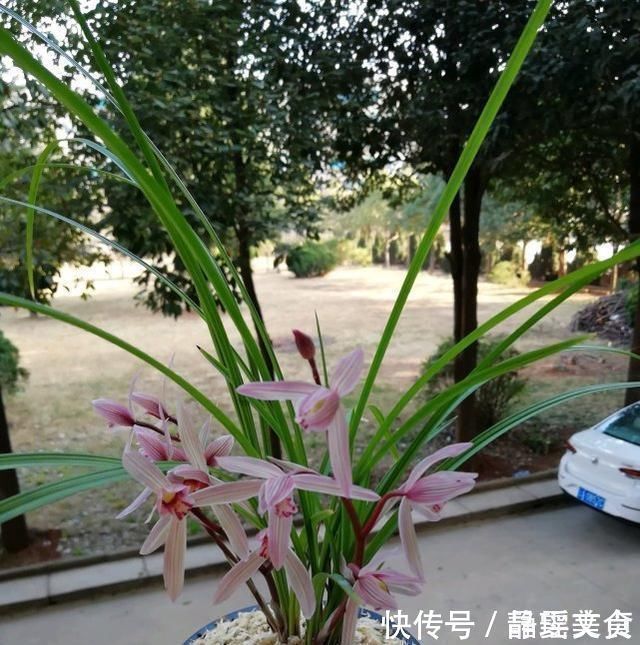 施肥|养兰花，牢记3点，兰花不烂根，不腐芽，猛发壮苗，花朵呼呼开