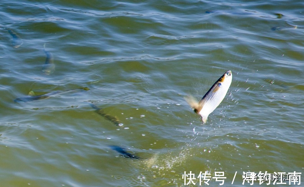 水域|鱼在水面跳,未必很好钓。老司机道出了5点原因,一般人真不知道