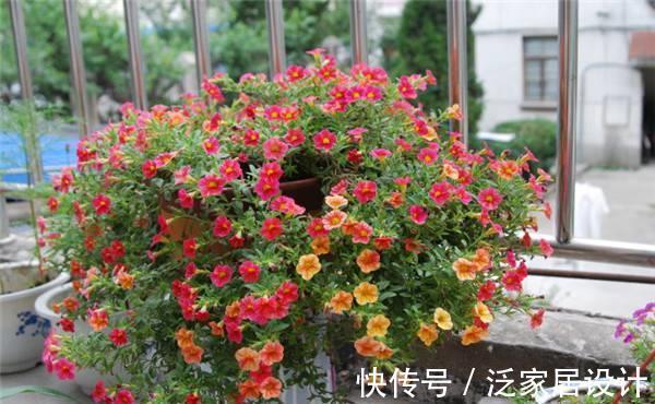 蔓性风铃花|养花试试这几款，花期长达8个月，花量大，极易花开爆盆