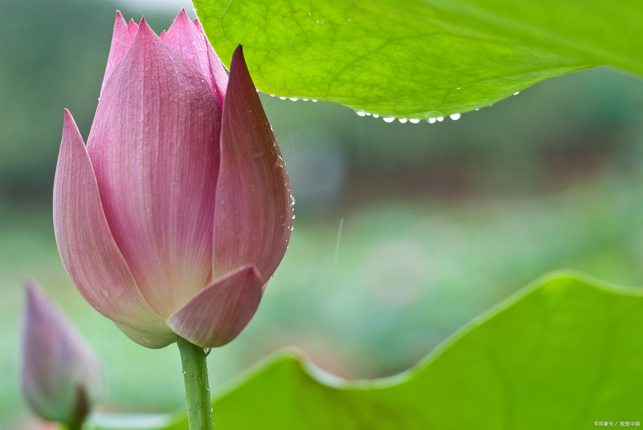 蝉鸣蛙|30首诗词，含有淡淡的荷花香味，令人品读之后神清气爽，快来试试