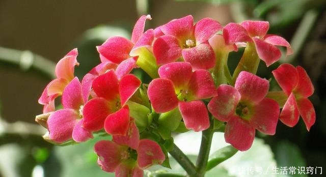 家里养花就养这“3种”,比发财树更“旺宅”,养个10盆也不多!