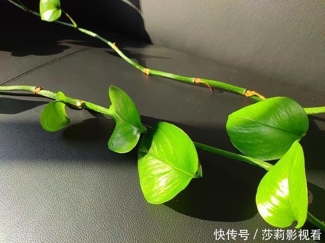 客厅2种花,别养成“巨无霸”,我家的已经处理了