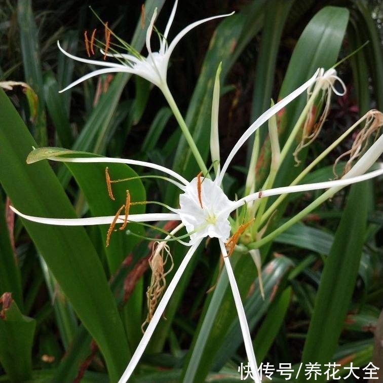 长寿花|两种花，名字听起来吓人，开花却美翻了，养一次就上瘾