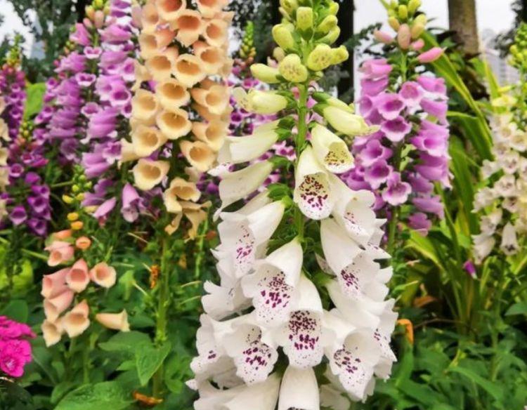 家养几款植物，娇小不占地，美不胜收，一年四季都赏花