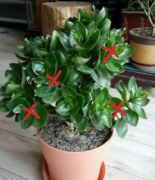 老花匠的养花技巧,开春做好3件事,长寿花长成“棒棒糖”!