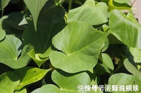 呵护|女性不想黄脸婆，不妨吃一物，保养卵巢，呵护子宫，远离妇科炎症