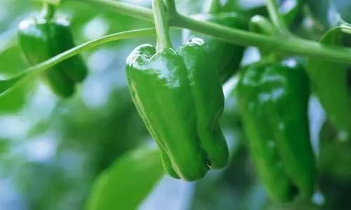青椒跟它一起吃，软化血管有奇效！每天吃一口，不看亏大了