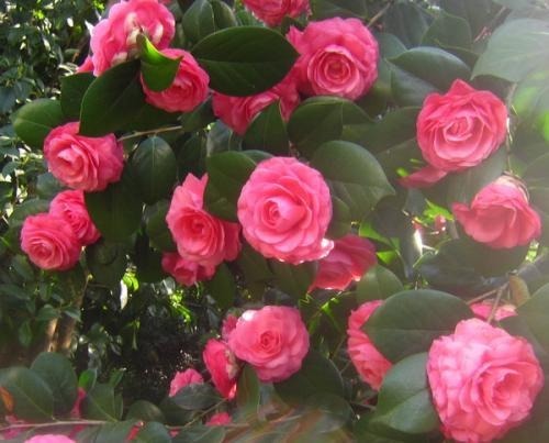 还在养月季快来看看这种花卉!花朵比牡丹大!邻居大爷最爱的花