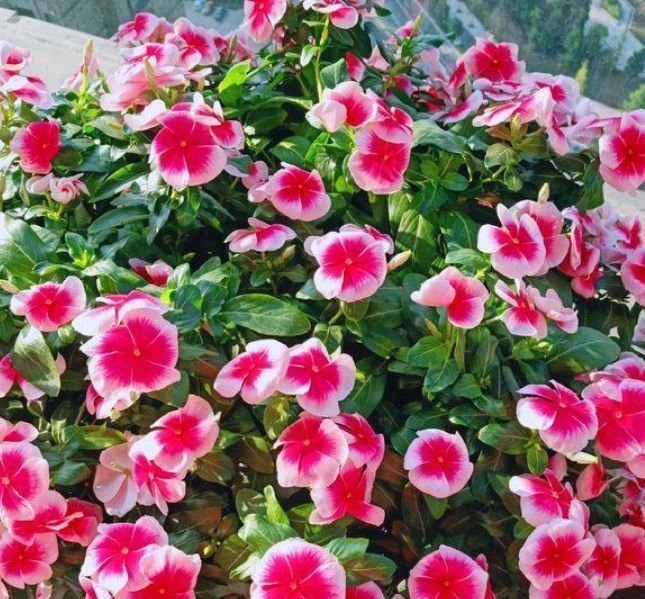 4种“好养花”,随便一养就爆盆,养家里,全年开花不断