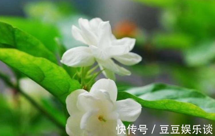 种花|3种花养卧室，促进睡眠质量，植株漂亮上档次，一觉睡到自然醒